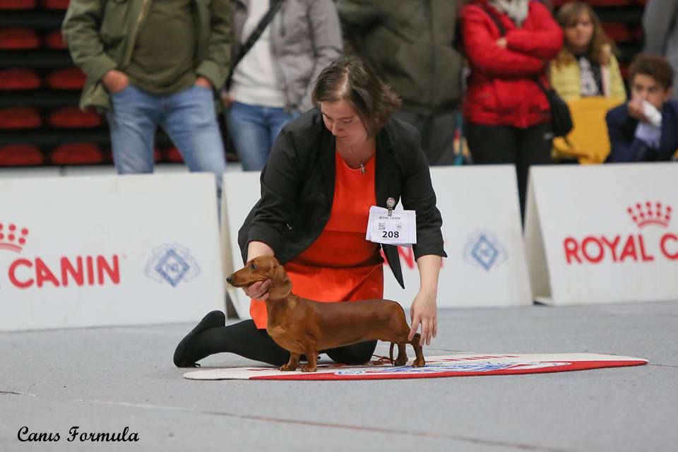 Dachshund standard red volterra